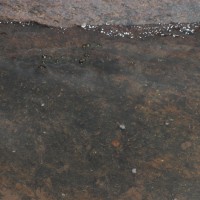 Zeylanidium subulatum (Gardner) C.Cusset